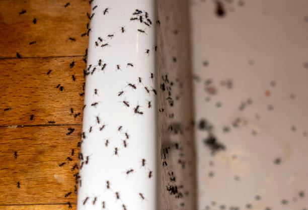 Best Mosquito Control Services  in Apple Valley, CA